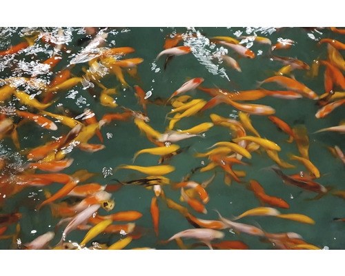 Veel koi karpers in de tuinvijver