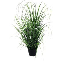 Siergras in pot