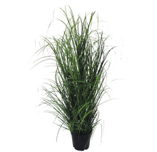 Kunst siergras in pot