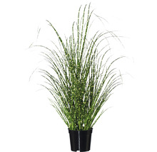 Zebra gras in pot voor binnenshuis