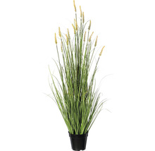 Kunst siergras in pot