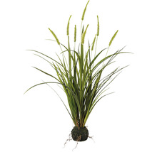 Decoratieve grassen bundel met wortelkluit voor binnen