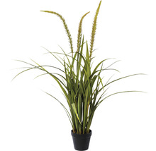 Siergras in pot