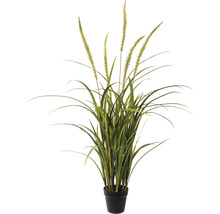 Siergras in pot
