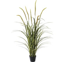 Decoratieve siergrasplant in pot