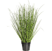 Zebrablies in pot als decoratie voor binnenshuis