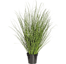Kamerplant met decoratief gras in pot