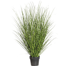 Kamerplant in pot