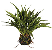 Kamerplant met lange bladeren in een mosbal