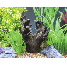 Aquarium met decoratie van wortelhout, stenen en waterplanten