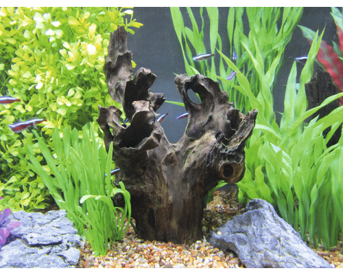 Aquarium met decoratie van wortelhout, stenen en waterplanten