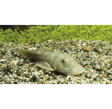 Een algeneter in het aquarium