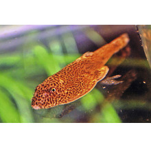 Zuigmeerval in aquarium