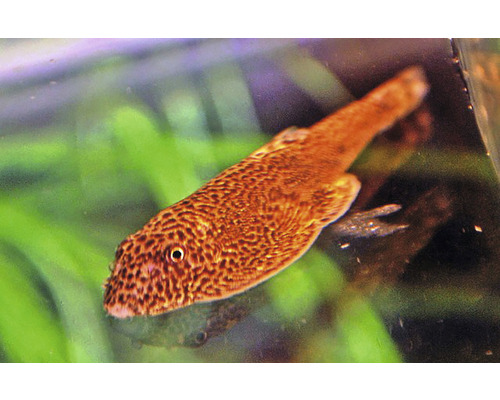 Zuigmeerval in aquarium