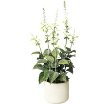 Salieplant in een pot
