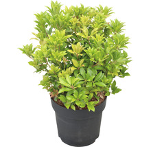Japanse Pieris in pot