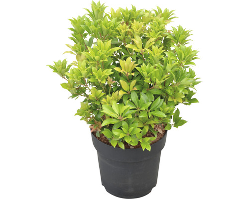 FLORASELF rotsheide Pieris japonica "Mountain Fire" potmaat Ø 23 cm H 40-50 cm