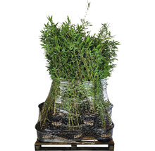 Pallet met bamboeplanten