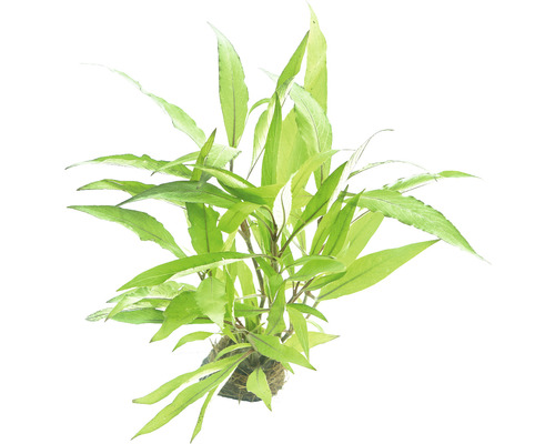 Aquariumplant met langwerpige bladeren op een bundel