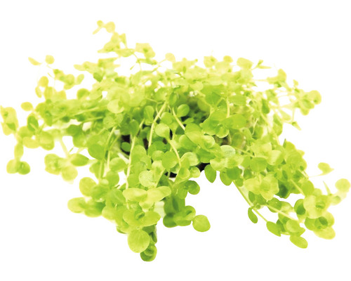 Pot met kruipend vetkruid