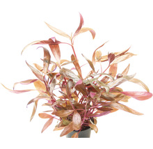 Aquariumplant met langwerpige bladeren
