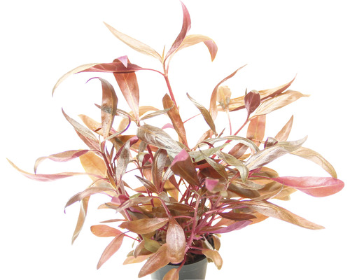 Aquariumplant met langwerpige bladeren