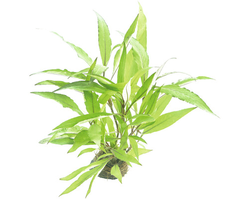 Waterpest als aquariumplant