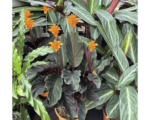 Calathea crocata kamerplant met bloemen
