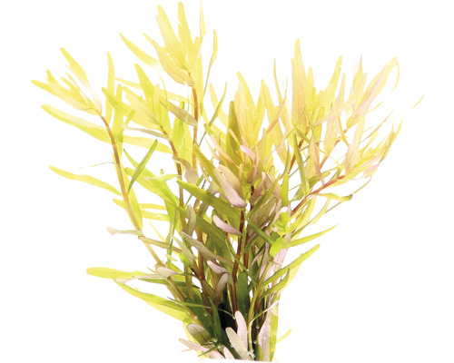 Waterplant met smalle bladeren voor aquaria