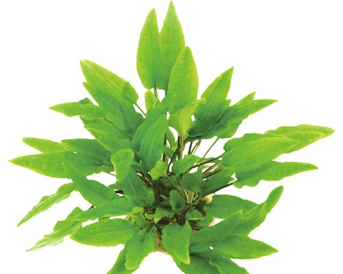 Aquariumplant met groene bladeren
