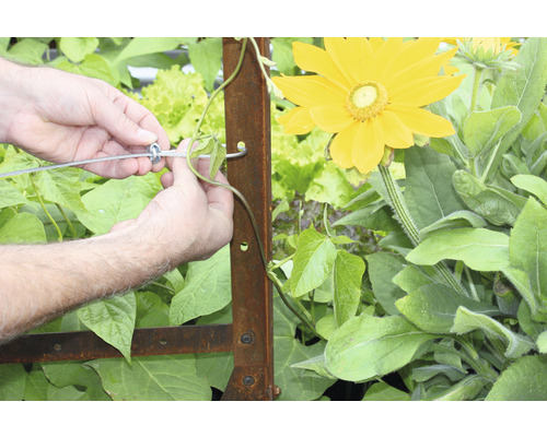 Persoon bevestigt plant aan een klimrek in de tuin.
