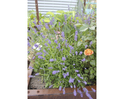 Lavendel in een verhoogde tuinbak met andere planten