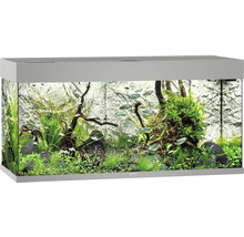 Aquarium met planten, stenen en vissen