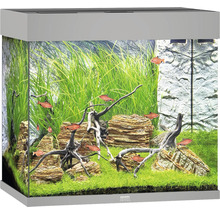 Decoratief aquarium met vissen, planten en stenen
