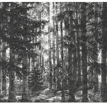 Zwart-witfoto van een bos met bomen