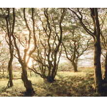 Scene van een bos met bomen en gras