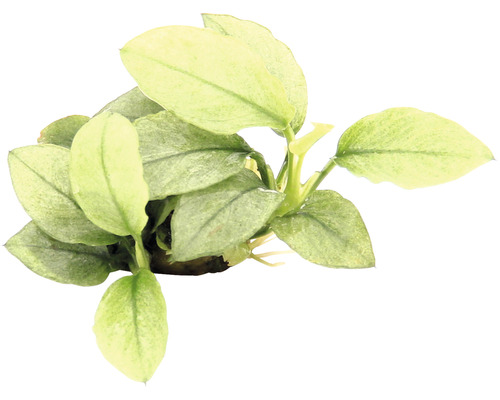 DENNERLE Waterplant Dwerg speerblad Jade - Anubias nana Jade