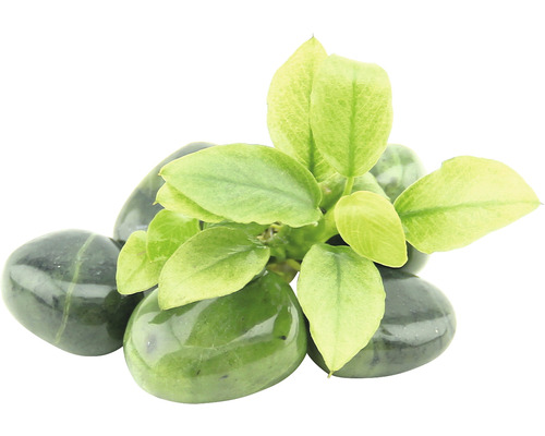 Groene sierplant op decoratieve stenen