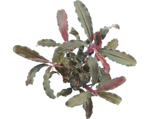 DENNERLE Waterplant Bucepphalandra Sp. Red Scorpio