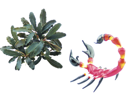 Aquariumplant en decoratieve glazen schorpioen