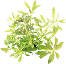 Watersterplant met groene bladeren