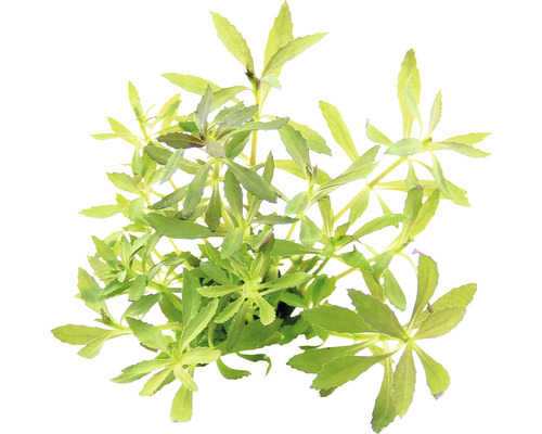 DENNERLE Waterplant Varenkruidachtige moerasvriend - Limnophila Hippuridoides Watersterplant met groene bladeren