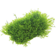 DENNERLE Waterplant Phoenix mos - Fissidens Fontanus