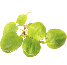 Zwembladplant met ronde bladeren en wortels