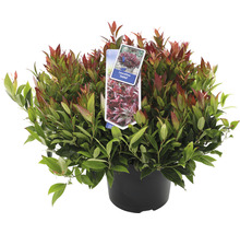 Leucothoe Zeblid plant in pot