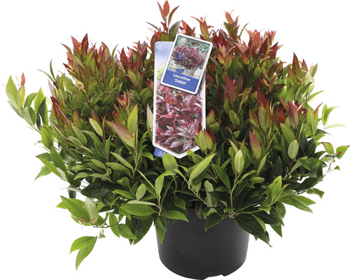Leucothoe Zeblid plant in pot