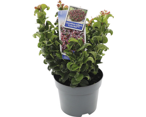 FLORASELF Druifheide Leucothoe Axillaris 'Curly Red' potmaat Ø17 cm H 15-25 cm Leucothoe axillaris ''Curly Red'' in een pot