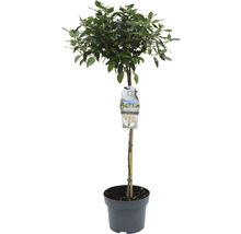 Laurierboom in pot