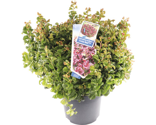 Pot met Leucothoe axillaris ''Curly Red''