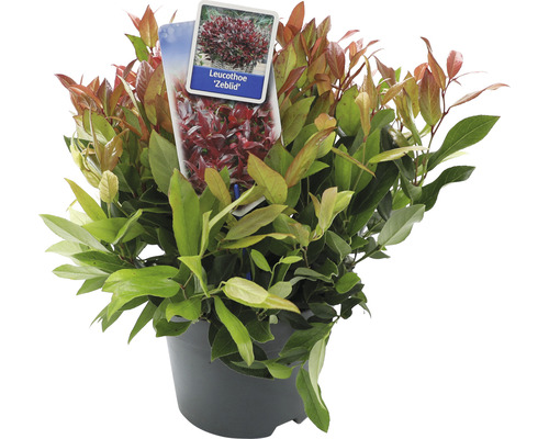 Leucothoe Zeblid plant in pot